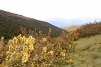 Stechginster an der Levada durch die Hochebene „Paúl da Serra“