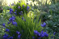 Pflanzen in allen Farben