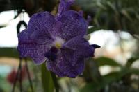 Orchideen-Blüte