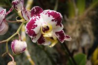 Jardim Orchidea