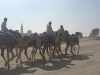 auf der Kamelrennstrecke