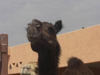 das Schwarze sieht auch gut aus...