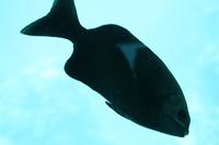 Cairns - Great Barrier Reef