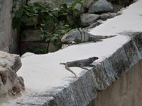 Mexiko Rundreise - Kolonialstädte. Mayakultur, Karibik