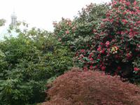 .... prächtigen Kamelien und Rhododendronbüschen kurz vor der Blüte.