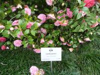 Camelia japonica der Hingucker