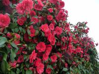 Man ist sprachlos ob solcher Pracht !