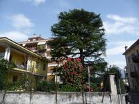 Und wieder eine beeindruckende Kamelie