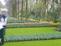 Im Keukenhof
