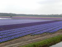 Blumenfeld am Straßenrand