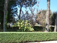 in den Vatikanischen Gärten