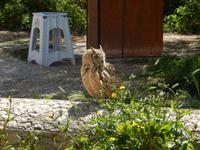 Ein Uhu beobachtete uns vom Wegesrand aus.