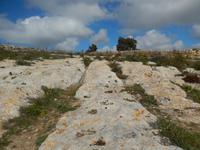 Steinzeitliche Karrenspuren finden sich vielerorts auf Malta.