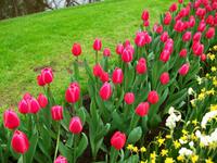 Im Keukenhof