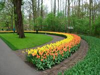 Im Keukenhof