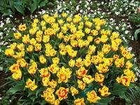 Im Keukenhof