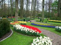 Im Keukenhof