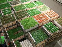 Blumenversteigerung in Aalsmeer