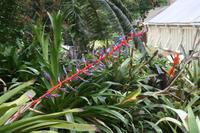 Botanischer Garten Sydney