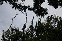 Botanischer Garten Sydney - Flughunde