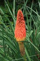 Botanischer Garten Sydney