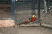 Im Featherdale Tierpark