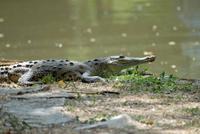 anerikanisches Krokodil im Summit
