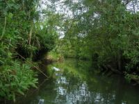 In den Mangroven der Isla Bastimentos