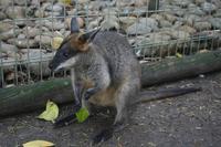 Im Featherdale Tierpark