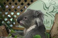 Im Featherdale Tierpark