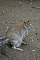 Im Featherdale Tierpark