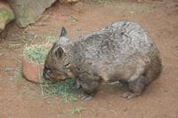 Wombat im Featherdale Tierpark