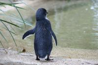Im Featherdale Tierpark