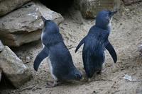 Im Featherdale Tierpark