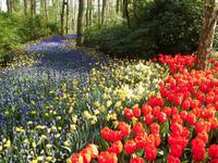 Blumenpracht im Keukenhof