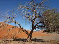 Sossusvlei