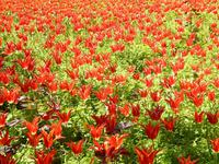 Tulpentraum in Istanbul