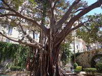 Wie im Dschungel - Parkanlage in Syrakus