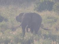 Auf Safari im Hluhluwe-Imfolozi-Nationalpark