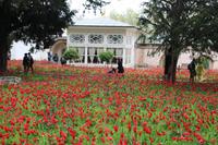 Tulpenwiese im Topkapi Serail 