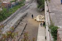 Schafherde an den Stadtmauern