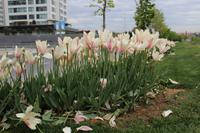 Tulpenwiese am Straßenrand