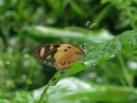 Nationalpark Tijuca in Rio de Janeiro