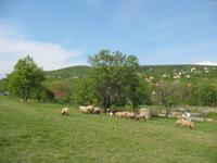 Schafherde im Freilichtmuseum