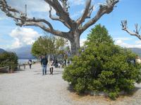 Lago Maggiore-Rundfahrt (auf der Fischerinsel)