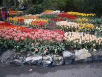 Niederländische Gärtnerkunst in Vollendung