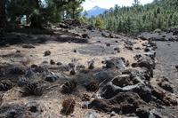 Wanderung am Chinyero