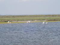 Cagliari - Flamingos im Stagno di Cagliari