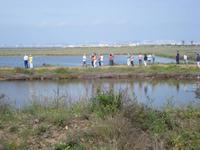 Cagliari - Fotostopp bei den Flamingos in der Lagune