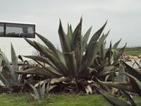 Ausflug nach Sintra, Cabo da Roca und Cascais